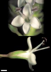 Veronica dieffenbachii. Flowers of a form with corolla tube about equal to calyx. Scale = 1 mm.
 Image: W.M. Malcolm © Te Papa CC-BY-NC 3.0 NZ